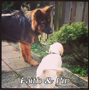 Faith samen met een nieuw vriendinnetje, de nieuwe pup Pip